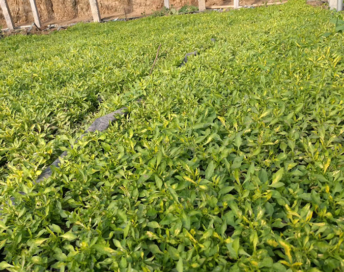 五色草