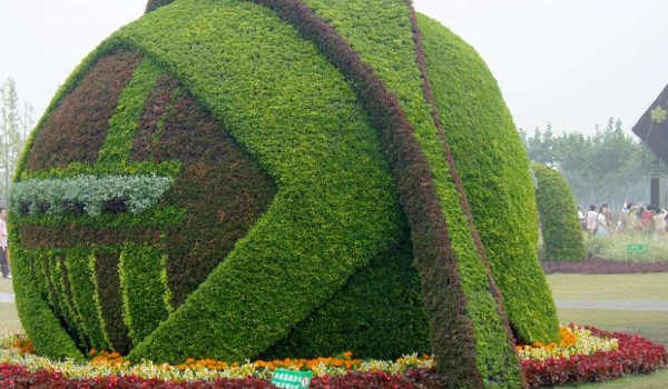 五色草的繁殖、應(yīng)用及養(yǎng)護(hù)管理